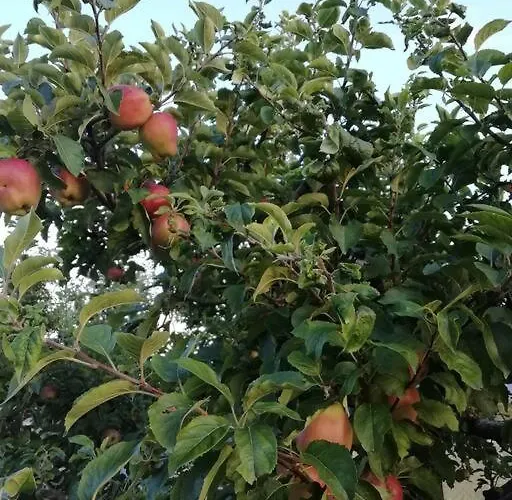 Peaceful Cottage With Incredible Panoramic View Feriehus